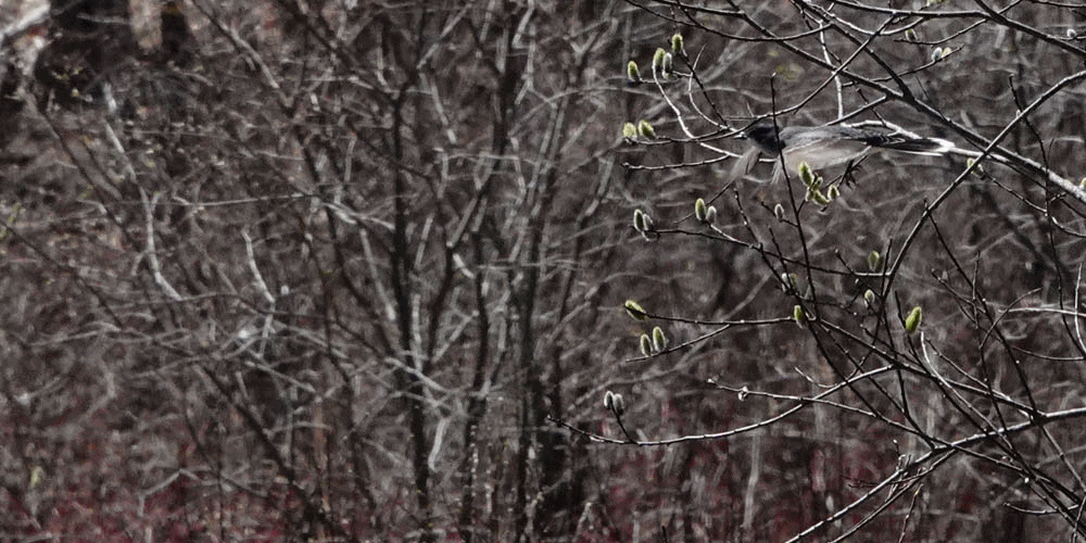 Kingbird