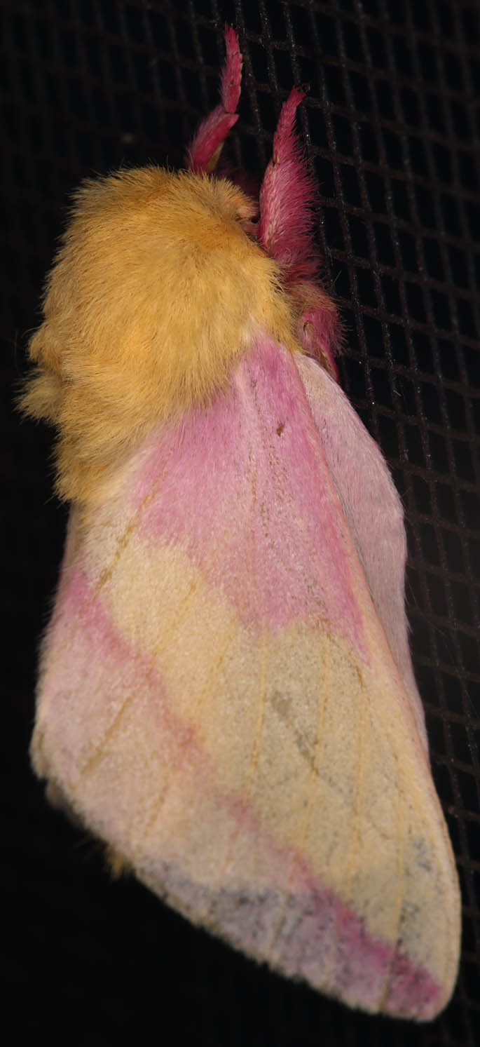 Rosy Maple Moth