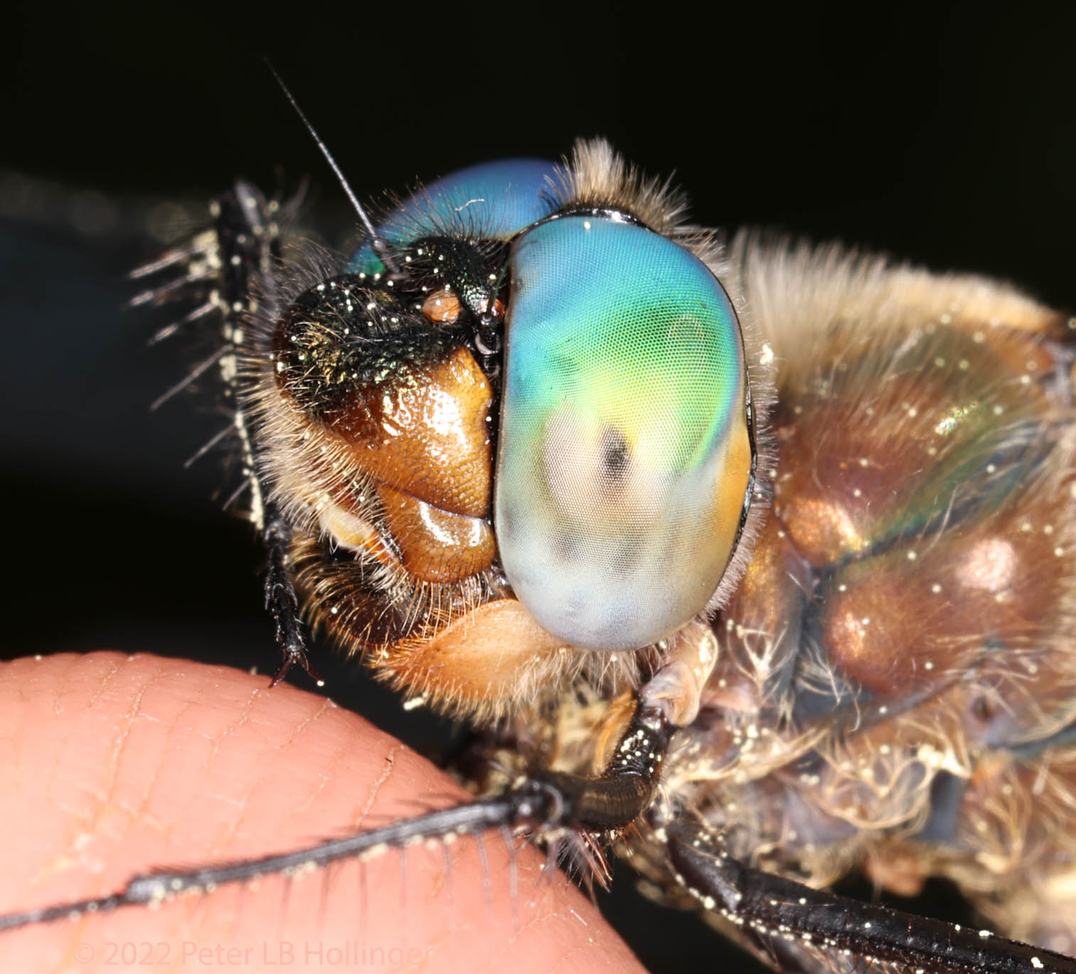 Dragonfly cleaning its leg