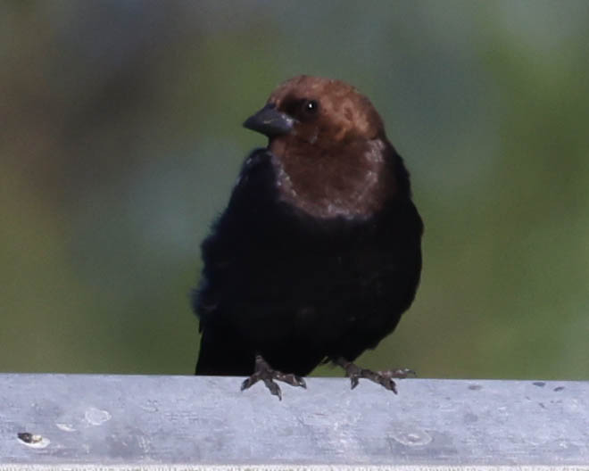 Brown-Headed Cowbird