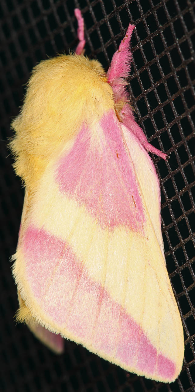 Rosy Maple Moth (<i>Dryocampa rubicunda</i>)