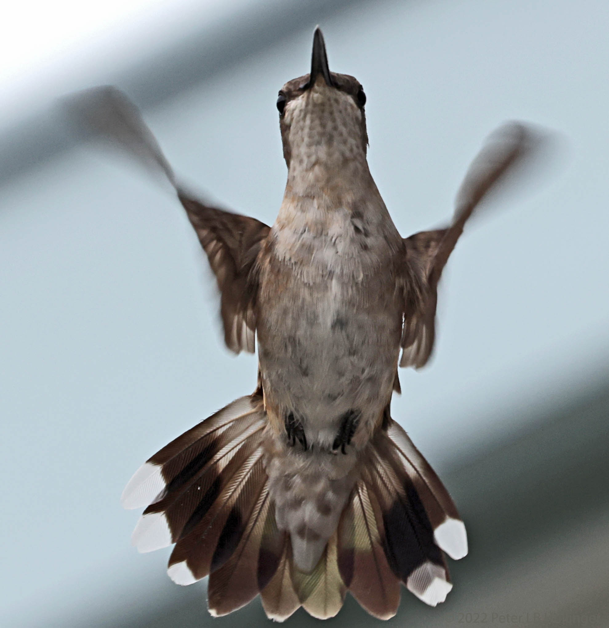 young hummingbird guards its nectar