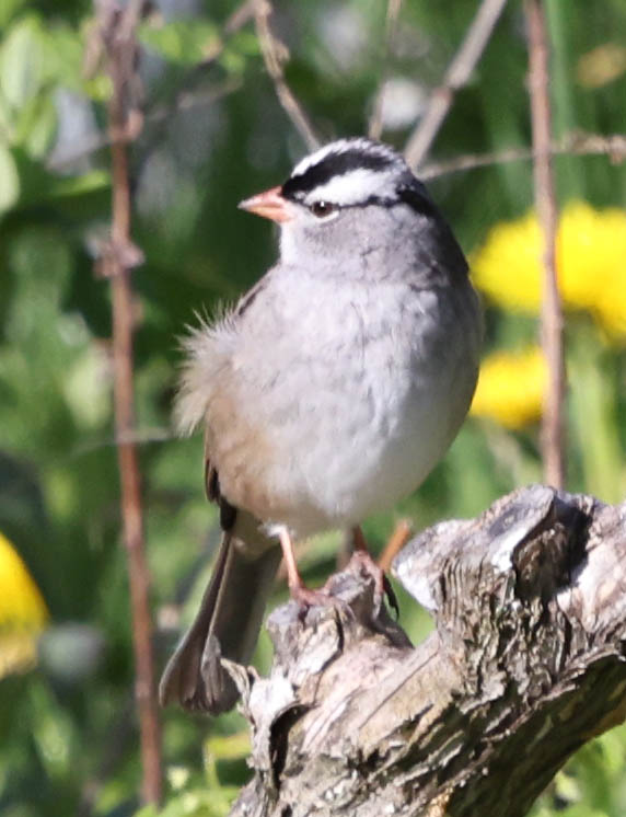 White-crowned Sparrow (<i>Zonotrichia leucophrys</i>)
