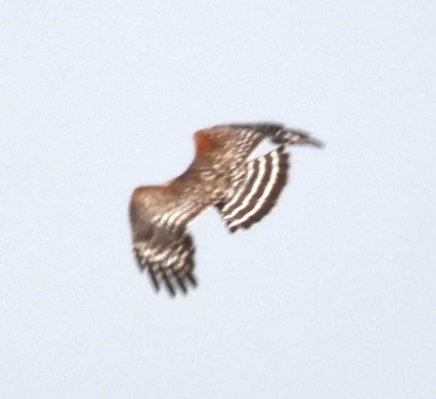 Red-shouldered Hawk (Buteo lineatus)