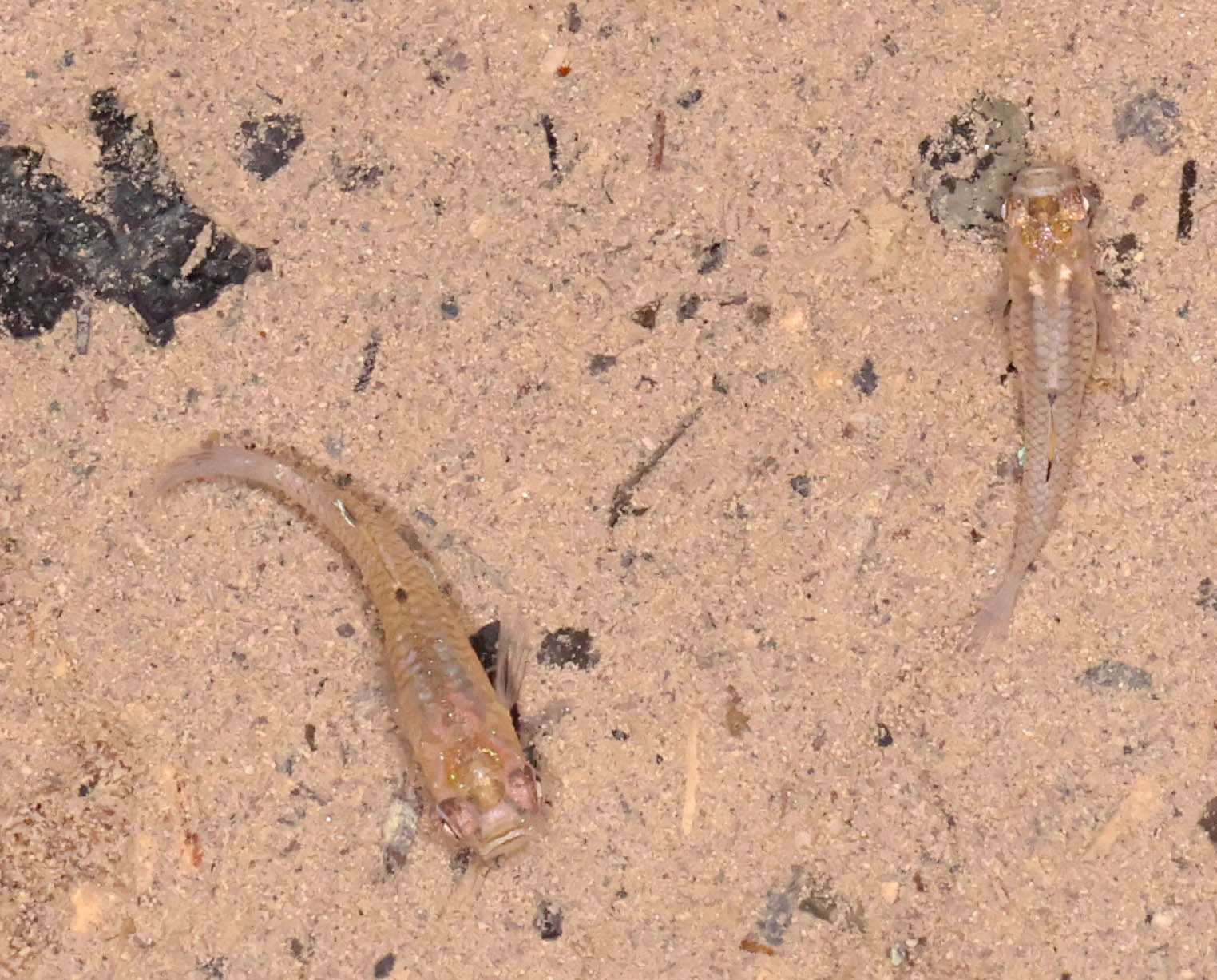 Poeciliidae
