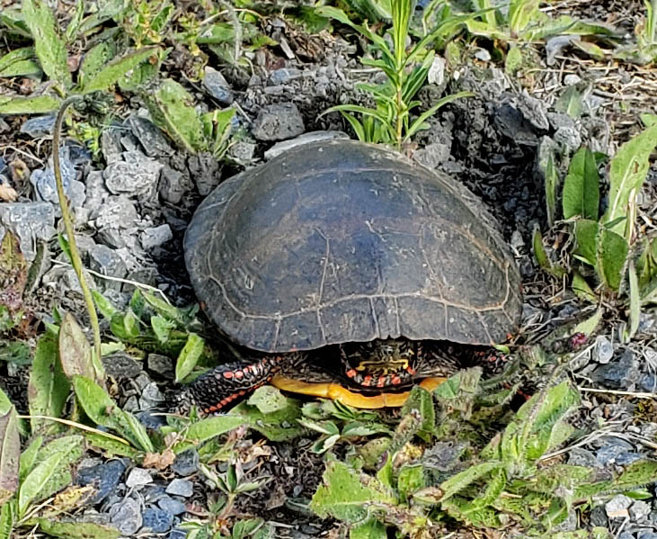 Painted turtle laying eggs