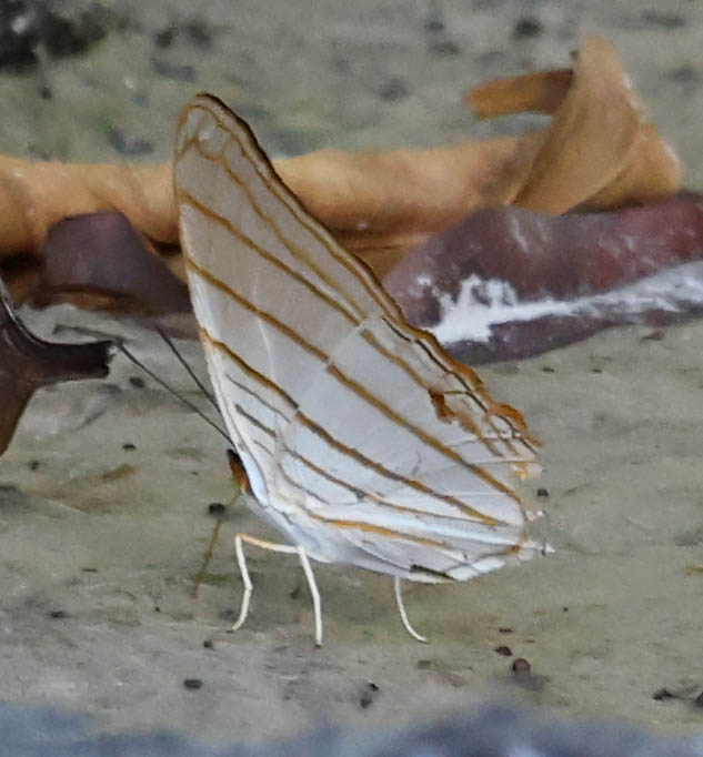 Orange Daggerwing (Marpesia berania)