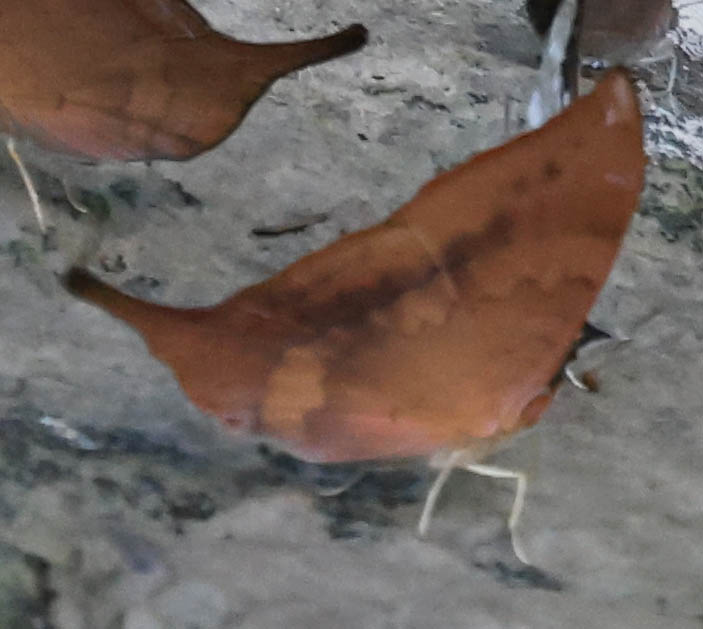 Tutelina Daggerwing (Marpesia tutelina)