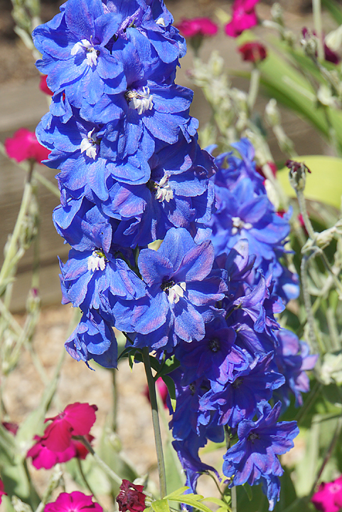 Delphinium.