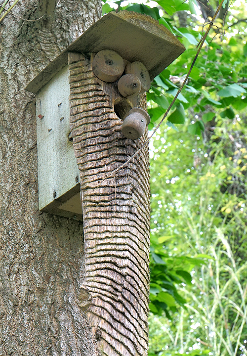 Birdhouse with beard.