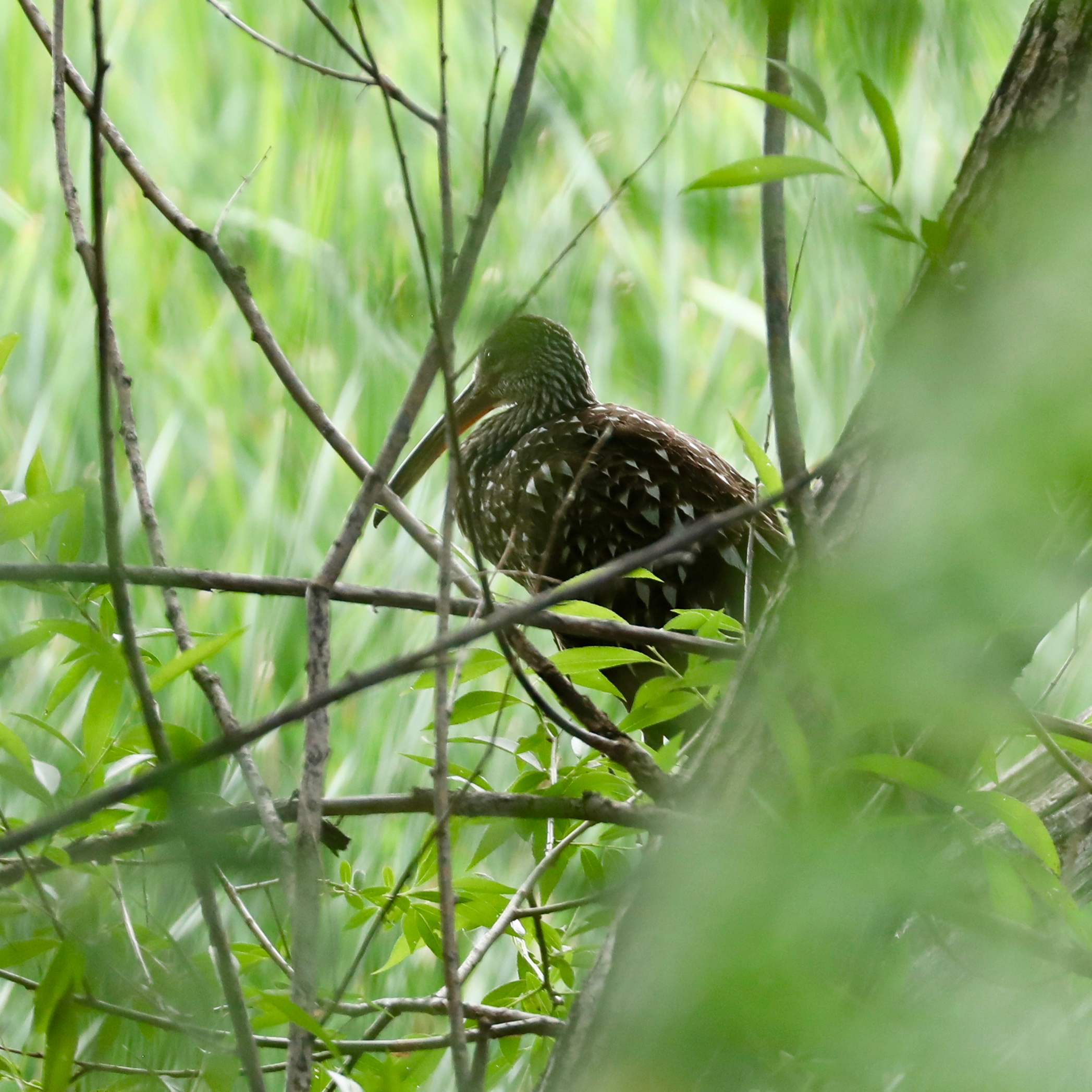 Limpkin
