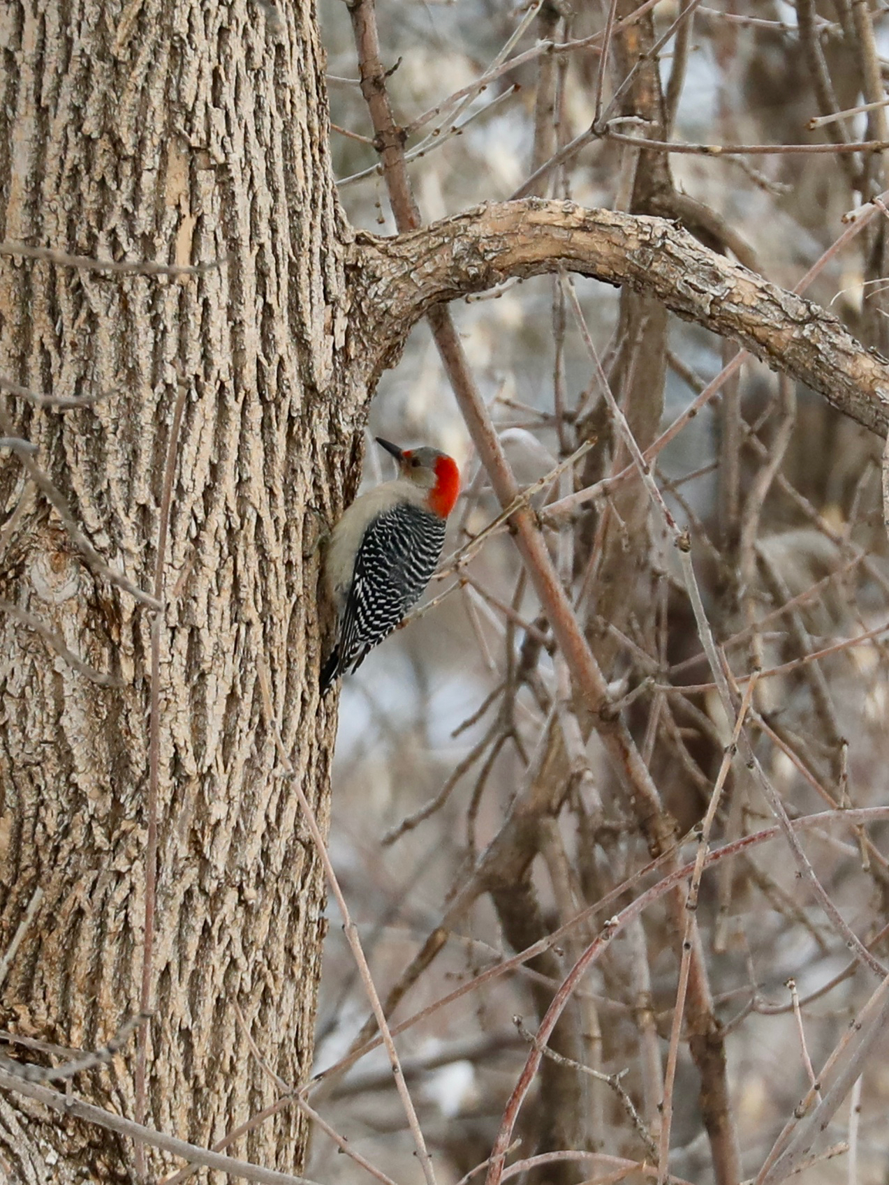 Red-bellied Woodpecker