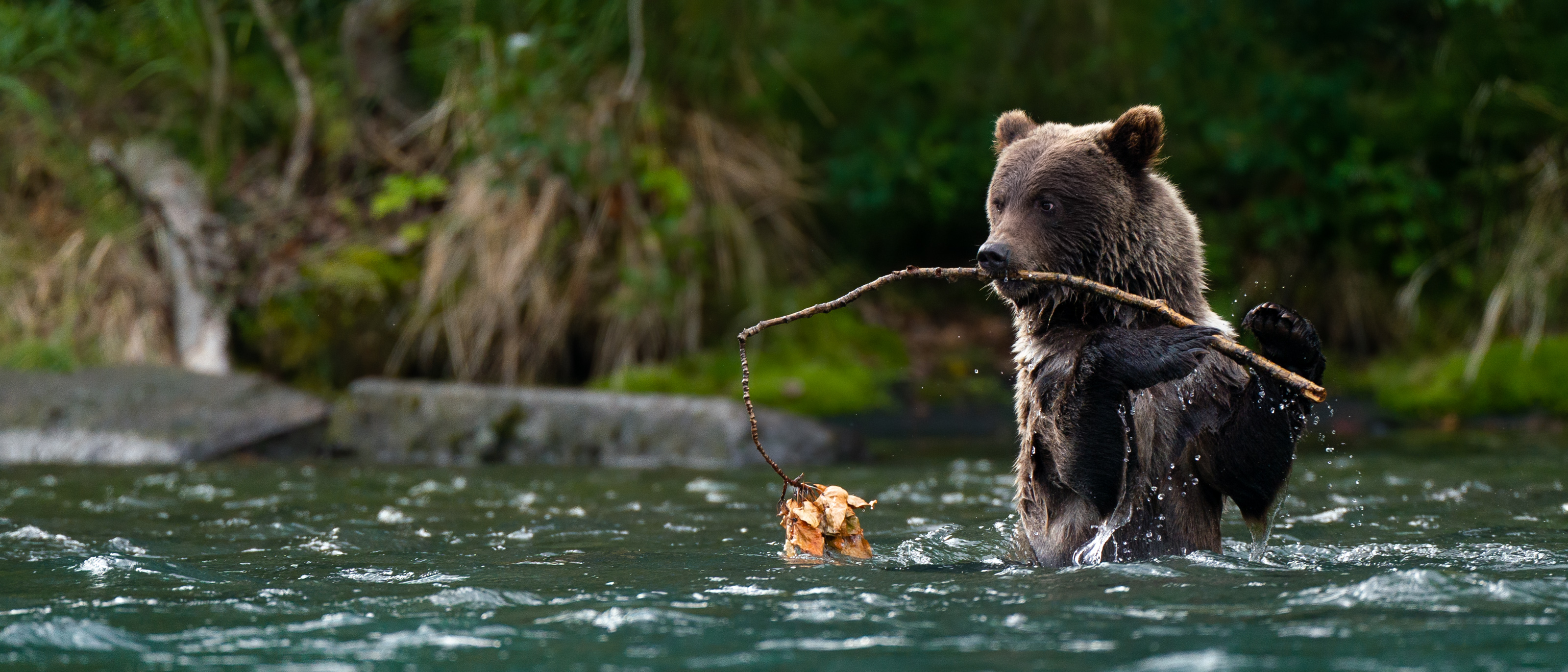 Fishing Grizzly