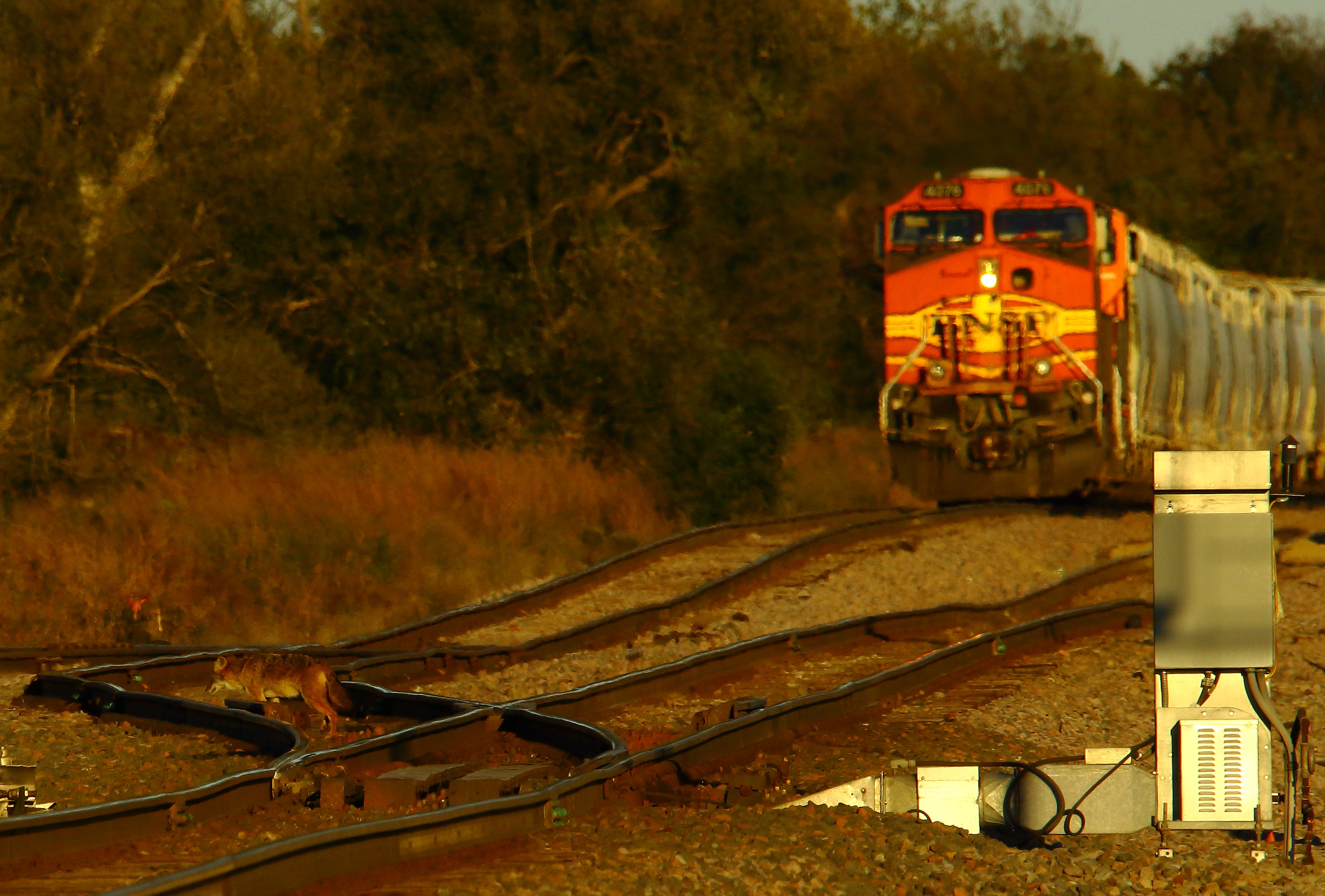Tiger_OK_Coyote_BNSF_4076_Sits_West_10819_617_PM.CR2_2.JPG