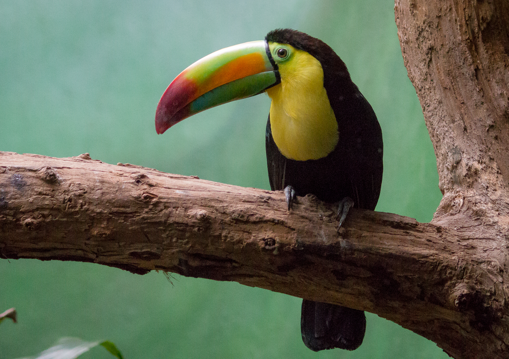 Toucan Sam