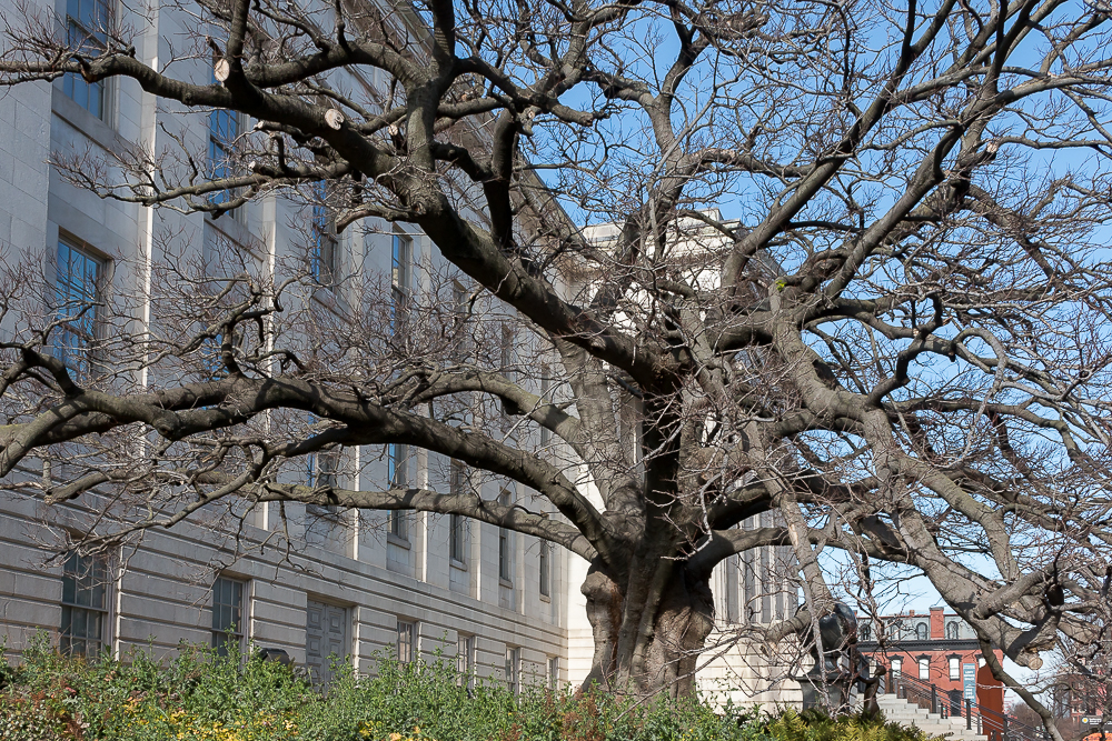 The Chinese Hackberry Tree