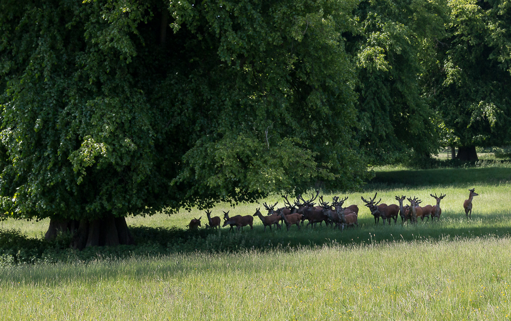 The Deer At Studley Gardens