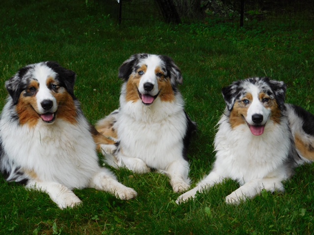 Reese, Minty and Swirley