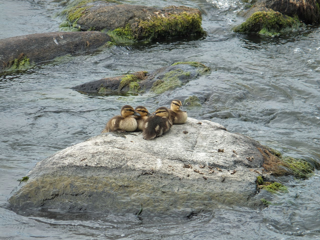 DSCF4467.JPG