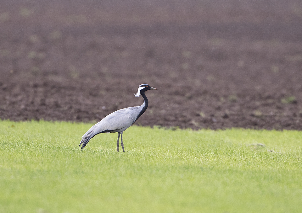 Demoiselle Crane