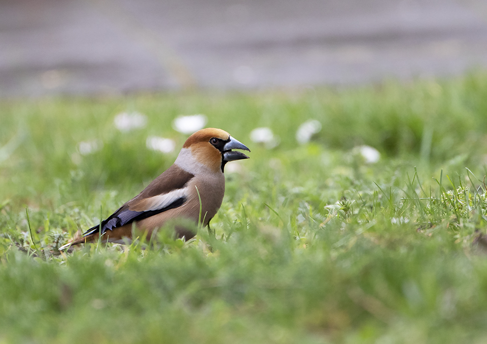 Hawfinch