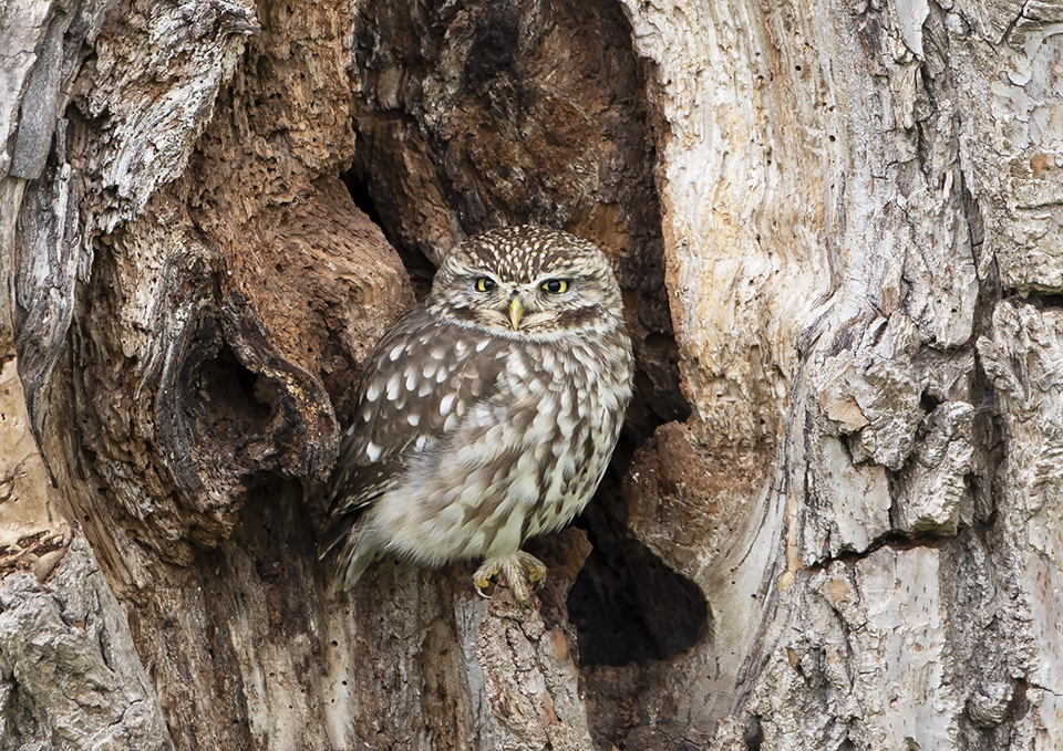 Little Owl