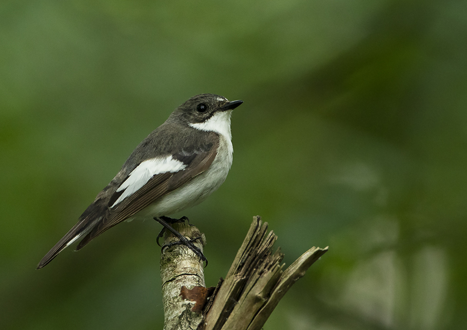 Pied Flycatcher