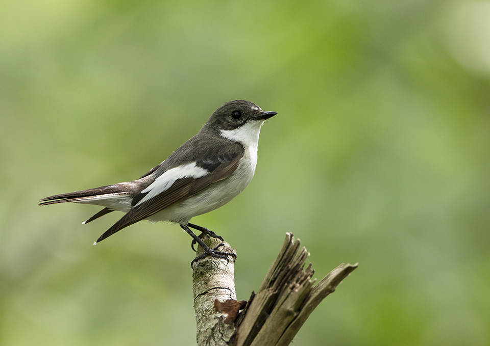 Pied Flycatcher