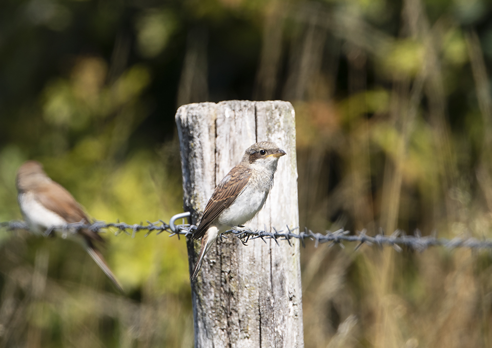 Red-backed Shrike