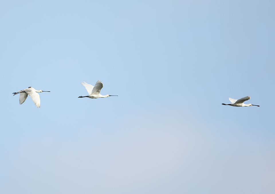 Eurasian Spoonbill