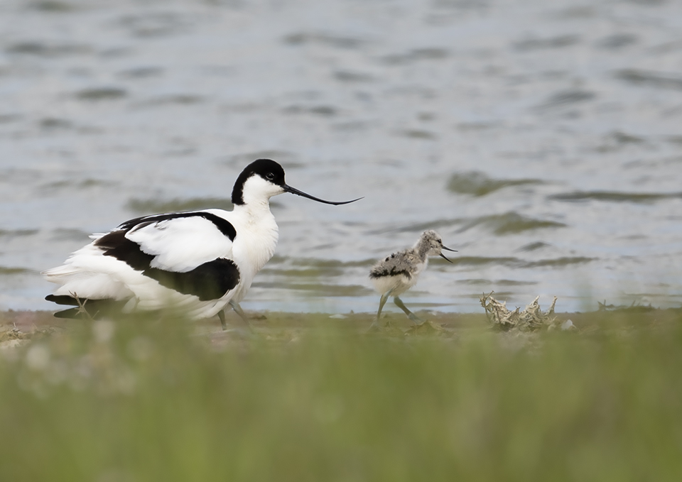 Avocet