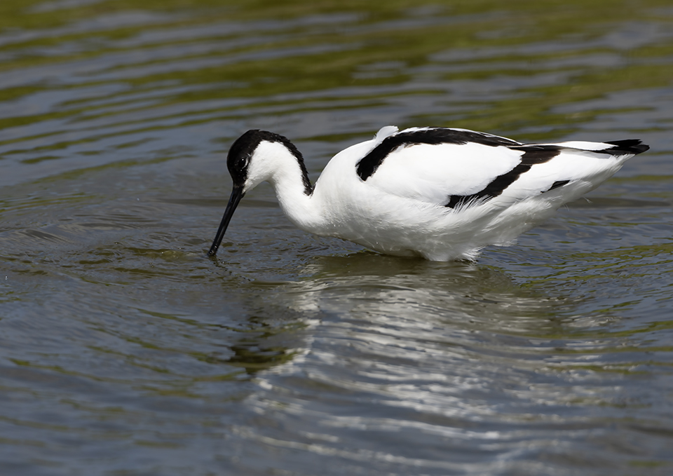 Avocet