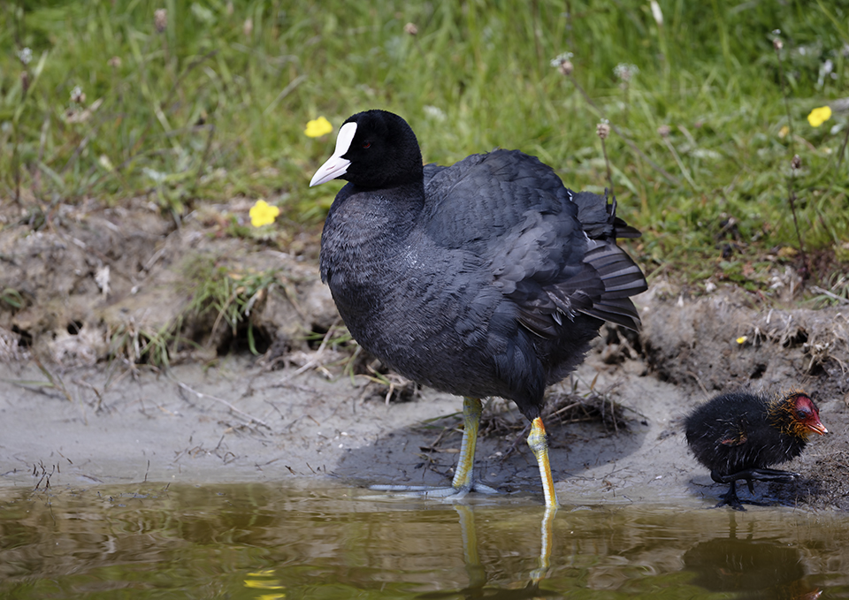 Common Coot
