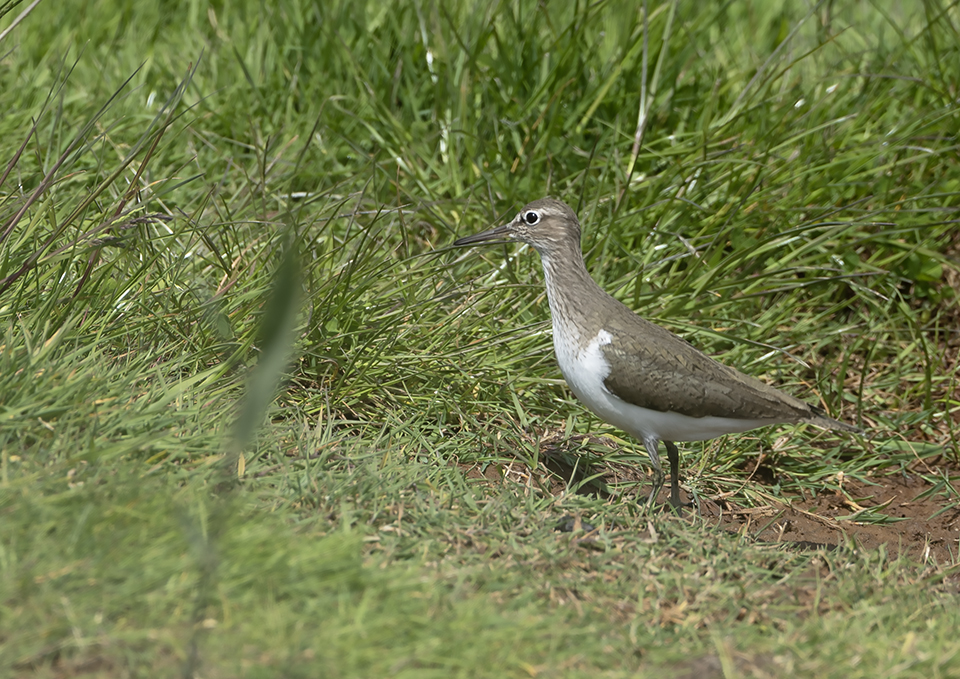 Common Sandpiper