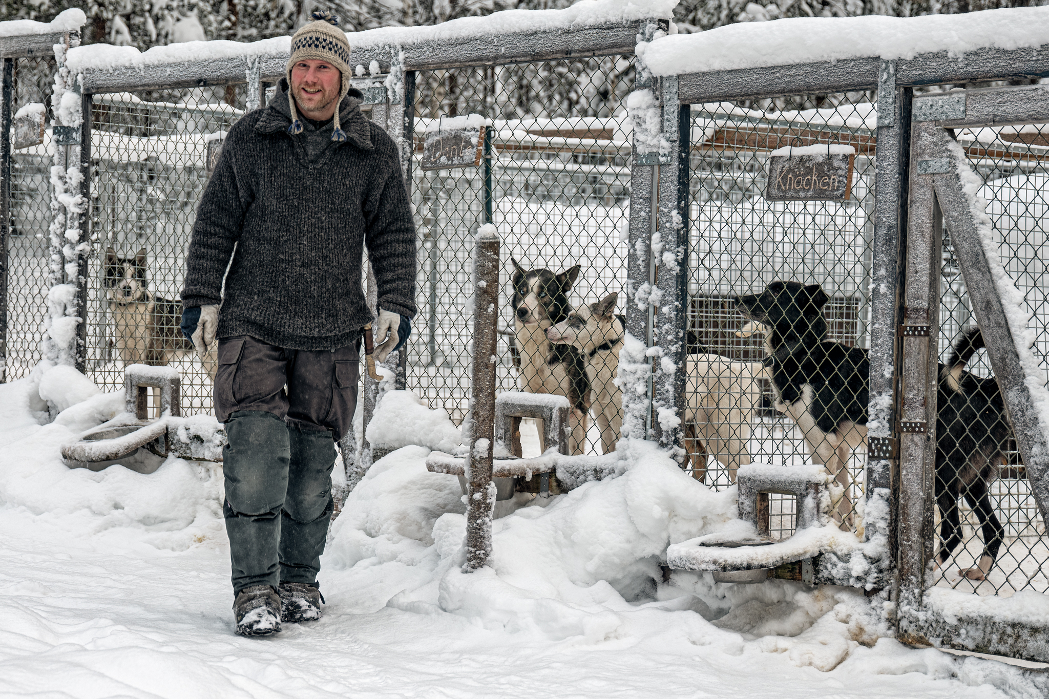 Lapland Husky