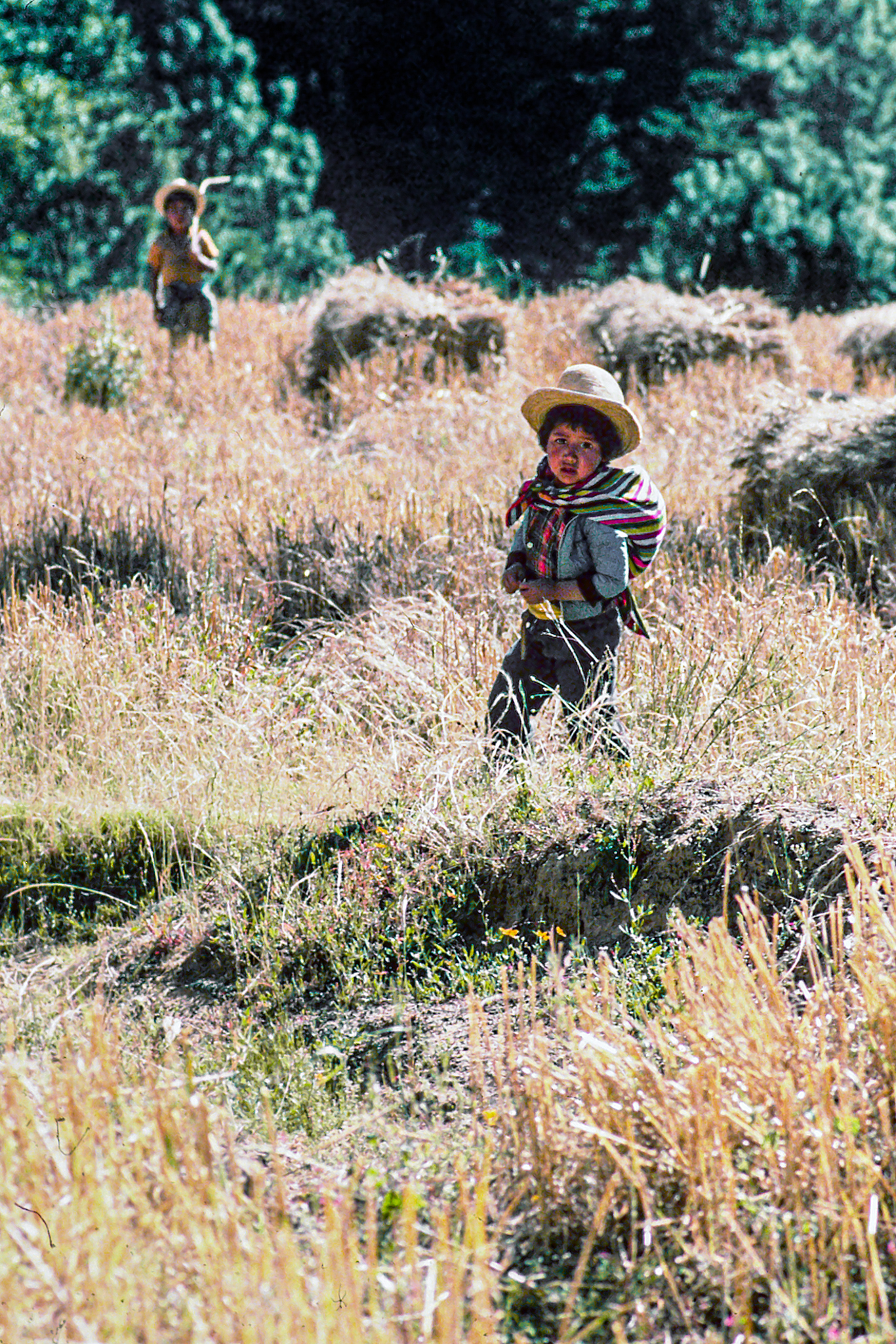 Harvesting Wheat