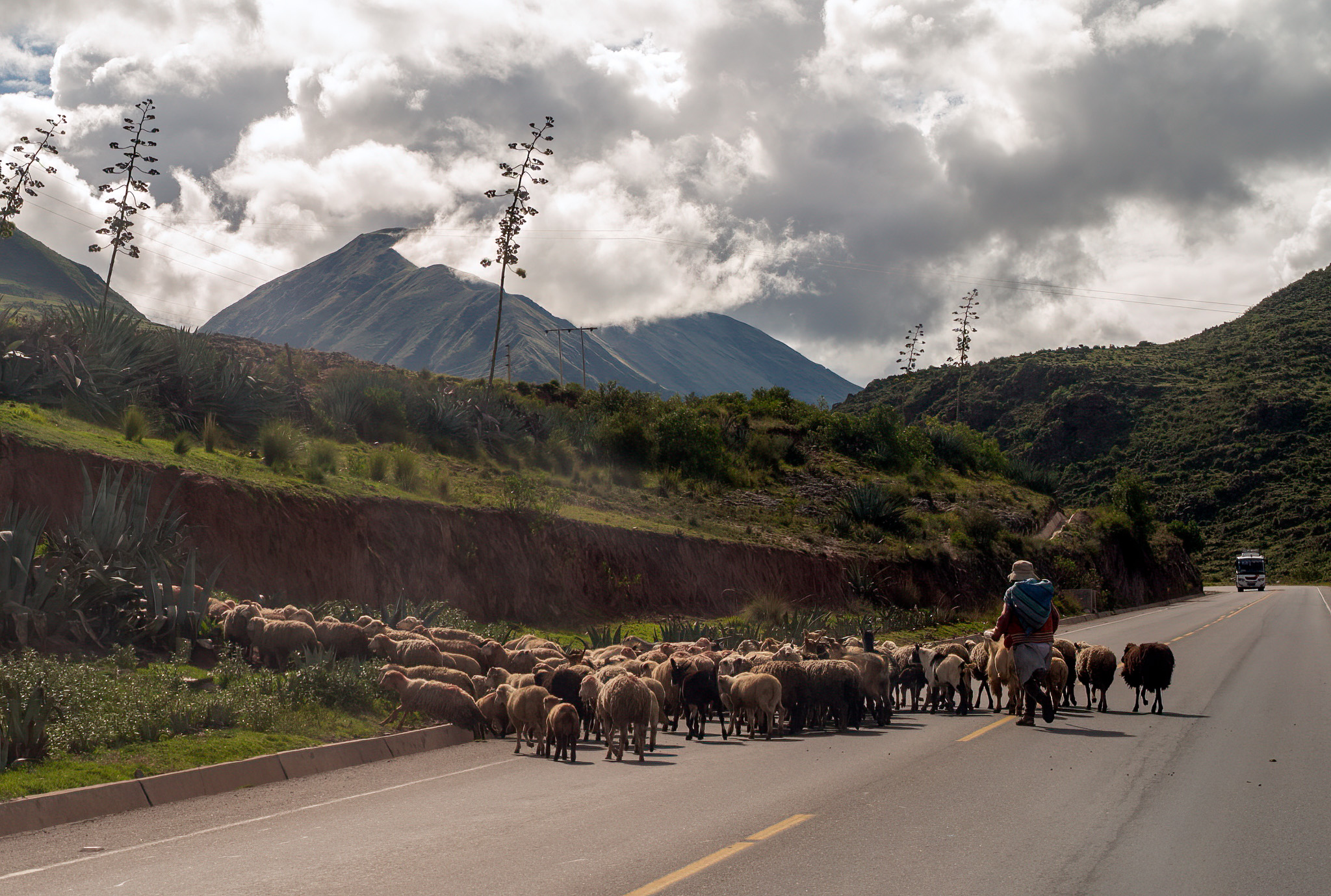 Mountain Shepherds