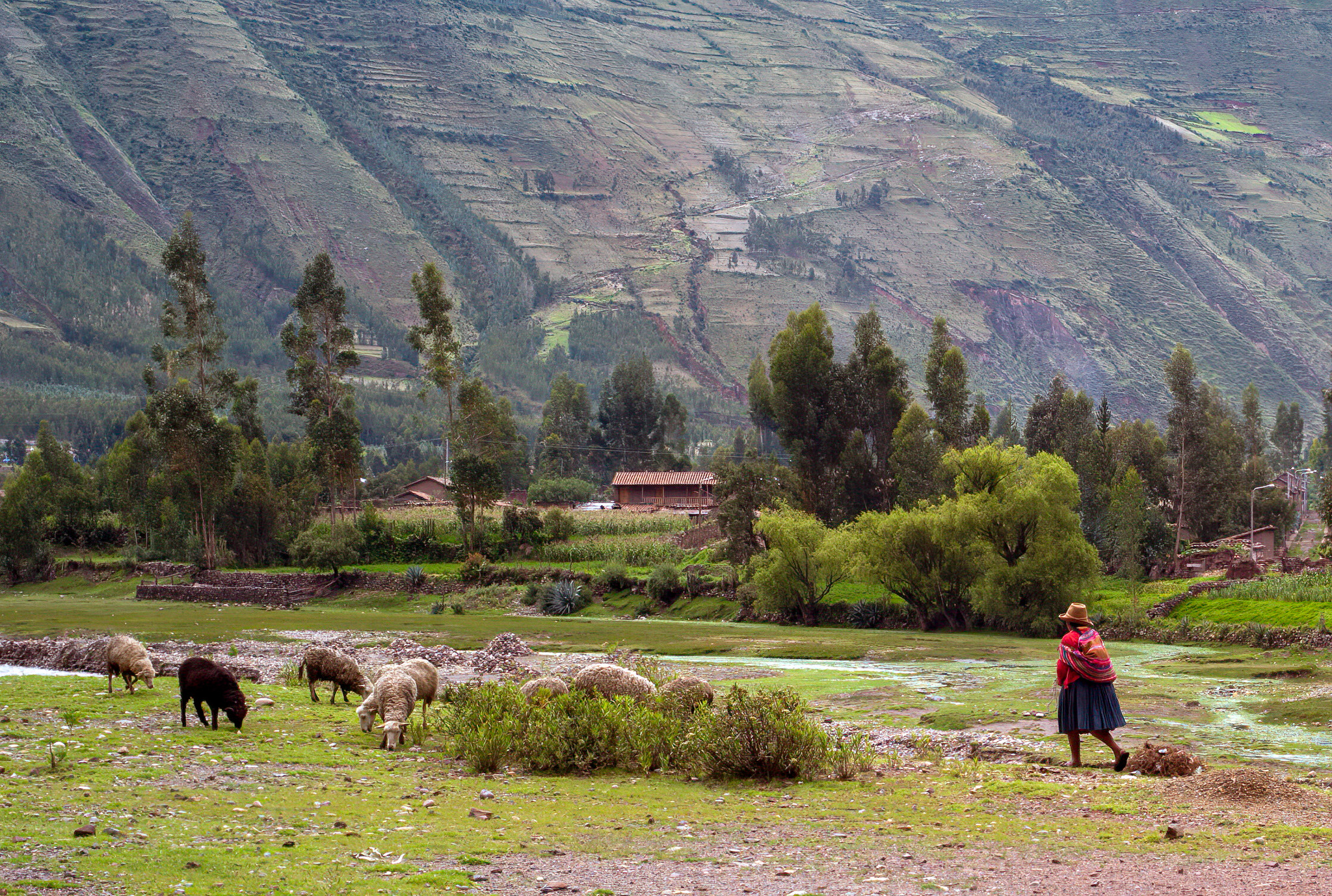 Mountain Shepherds