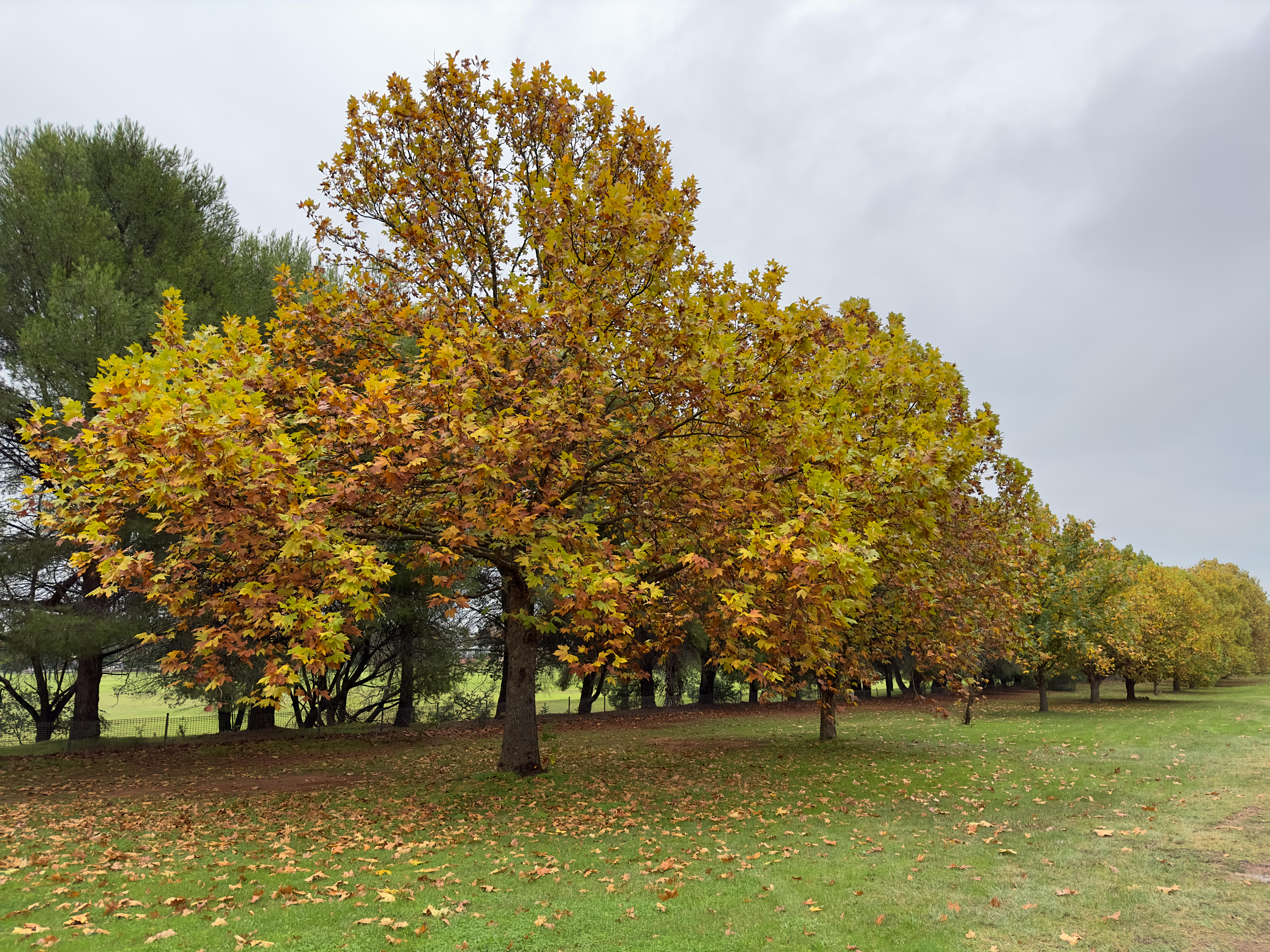 Narrandera