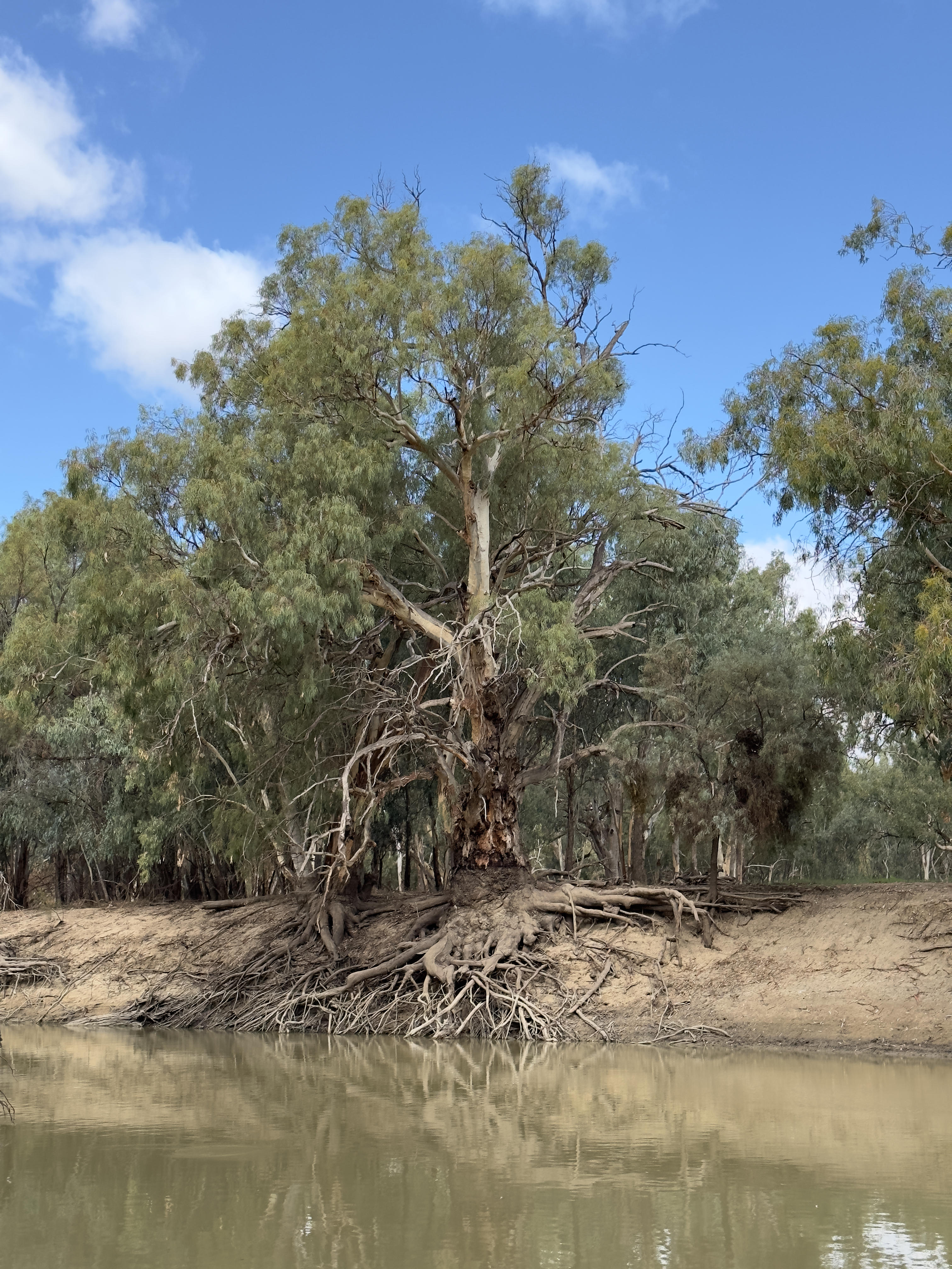 Darling River Run, at the Old Wharf, Pooncarie