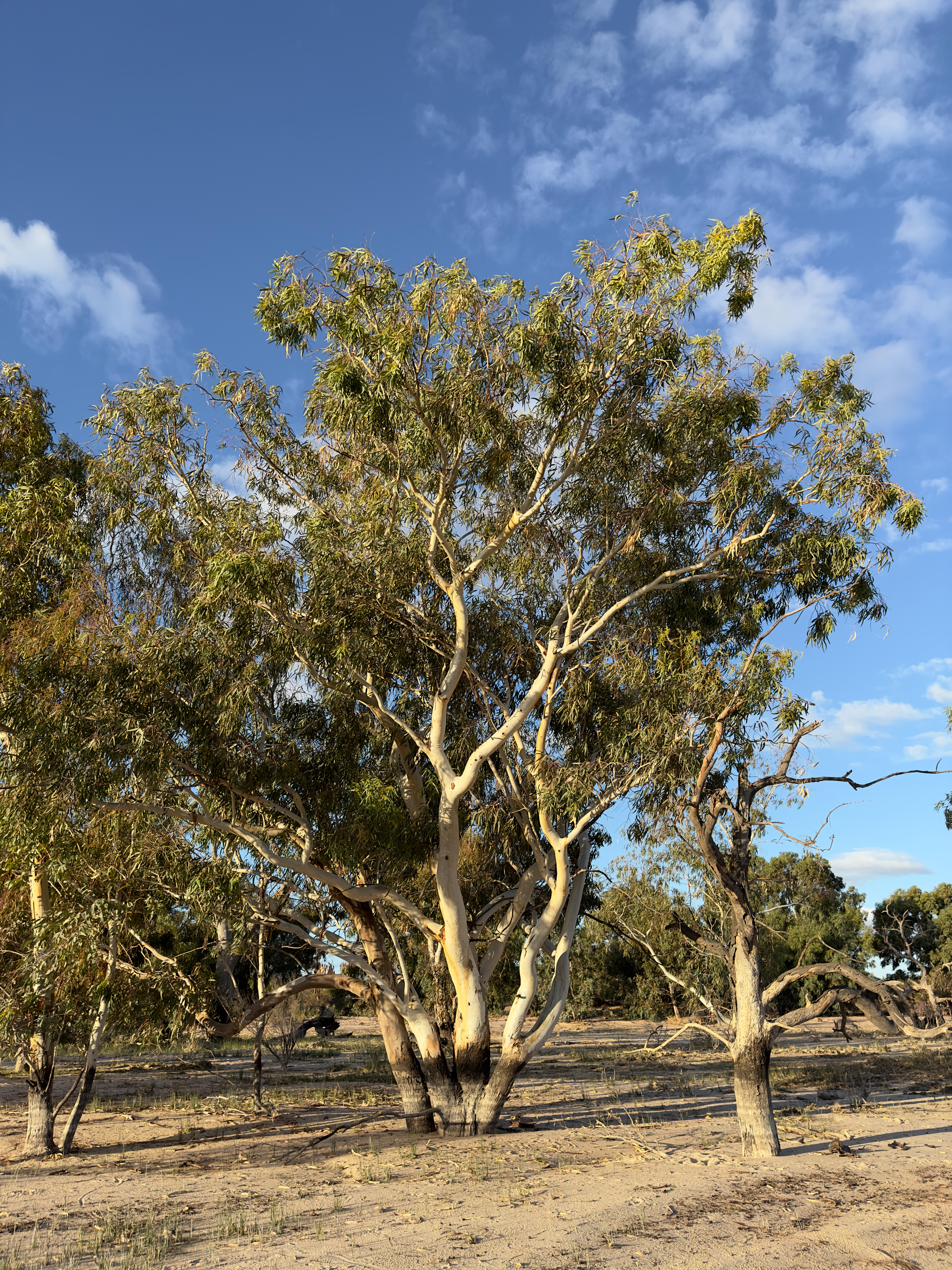 Lake Cawndilla, Kinchega NP, Menindee