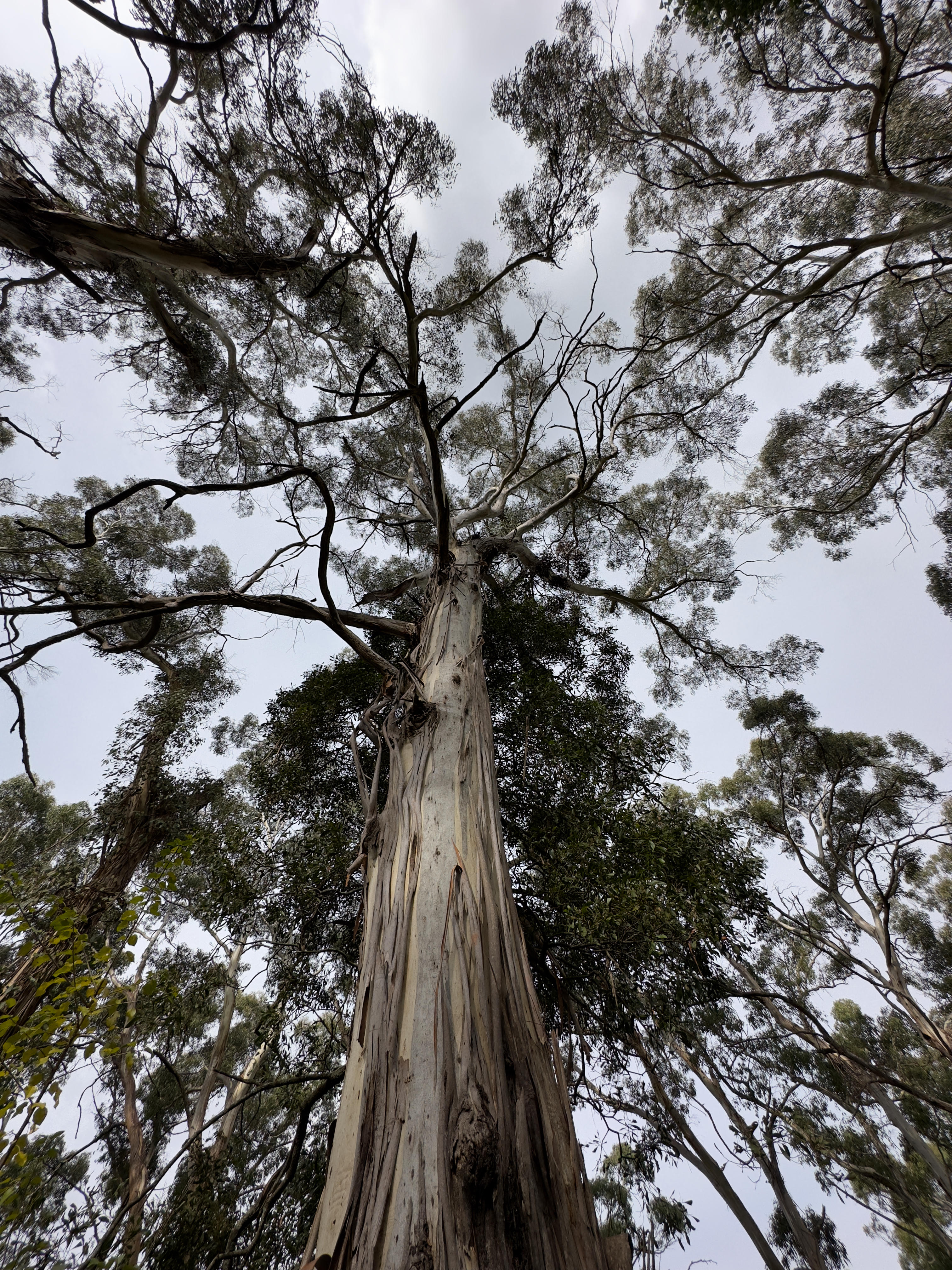 Pinnacle Lookout, Orange