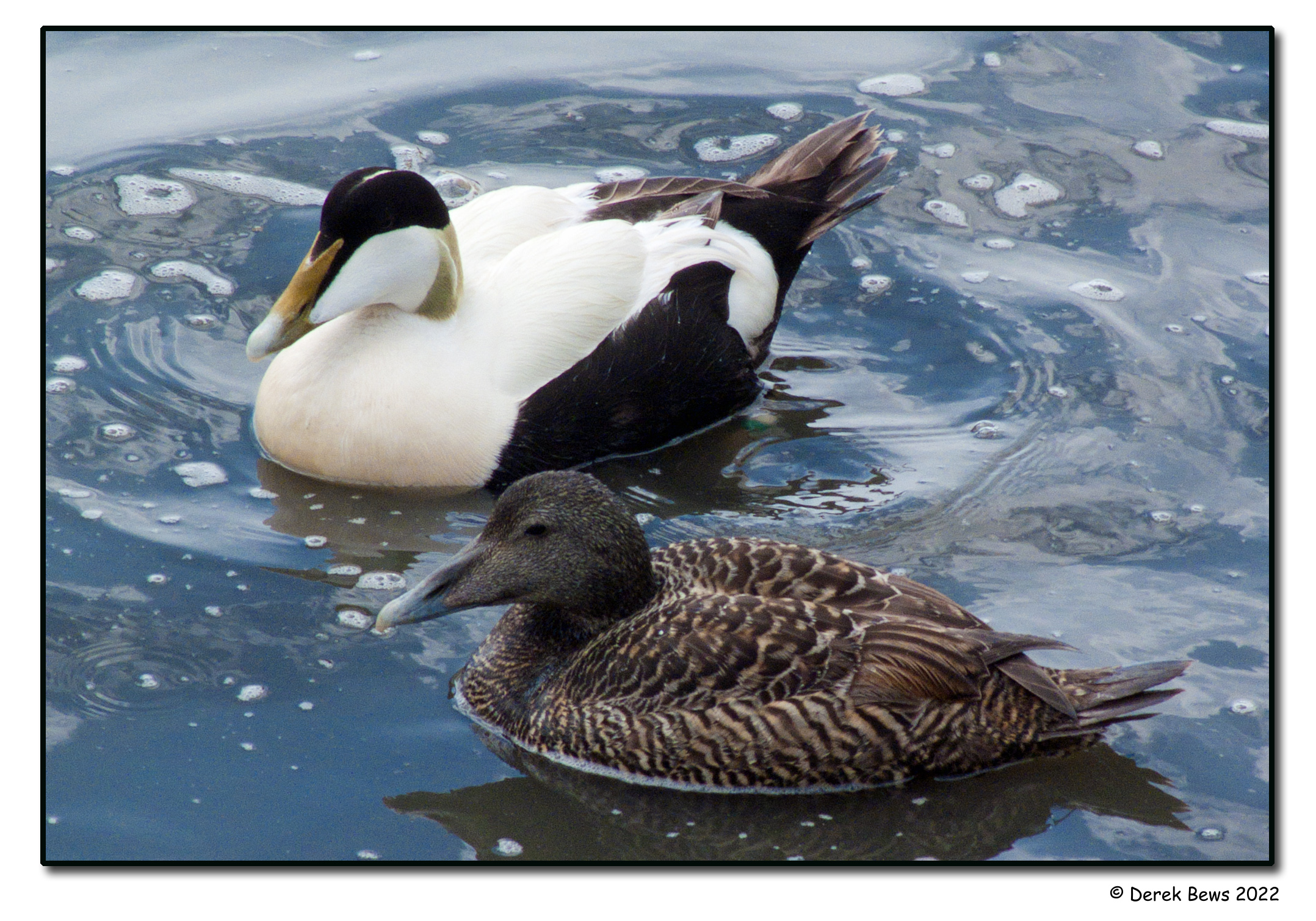 Mr & Mrs Eider