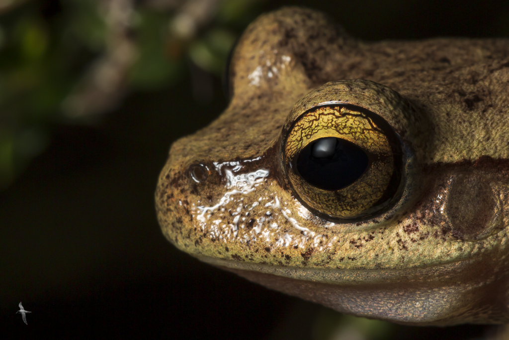 Heath tree frog