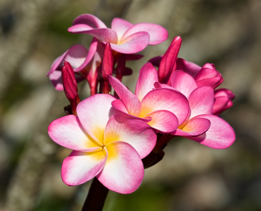 Plumeria II