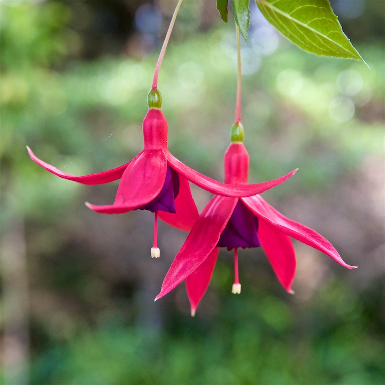 Hardy Fuchsia (Hummingbird Fuchsia)  Kula Gardens Maui HI