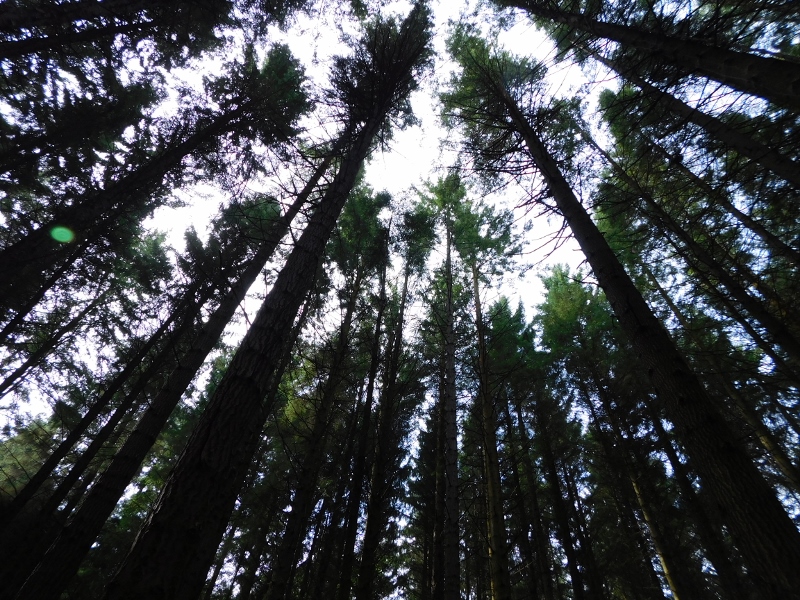 Tollymore Forest contains trees from many different parts of the world, including the remains of a giant redwood.