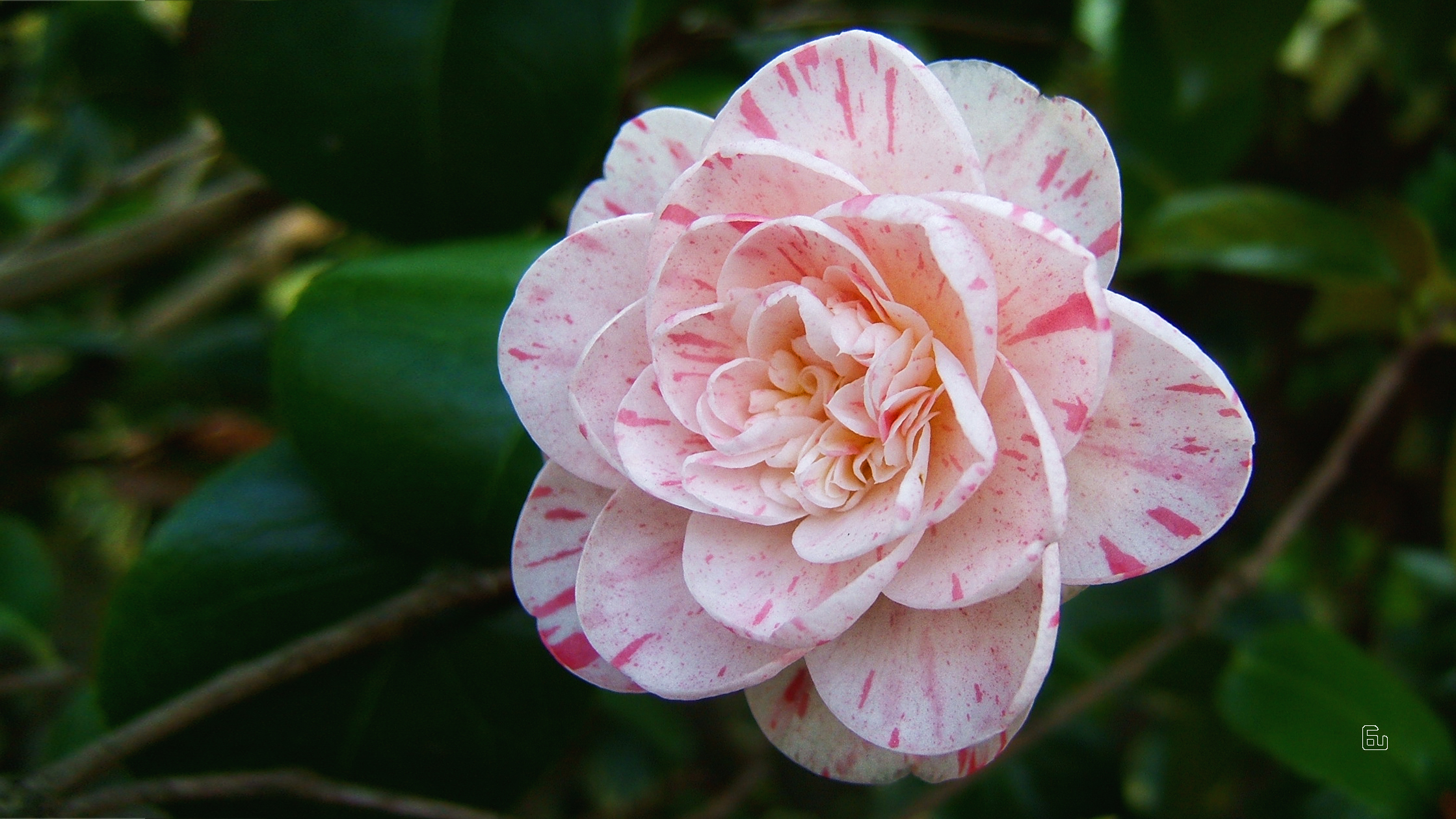 CAMELIA