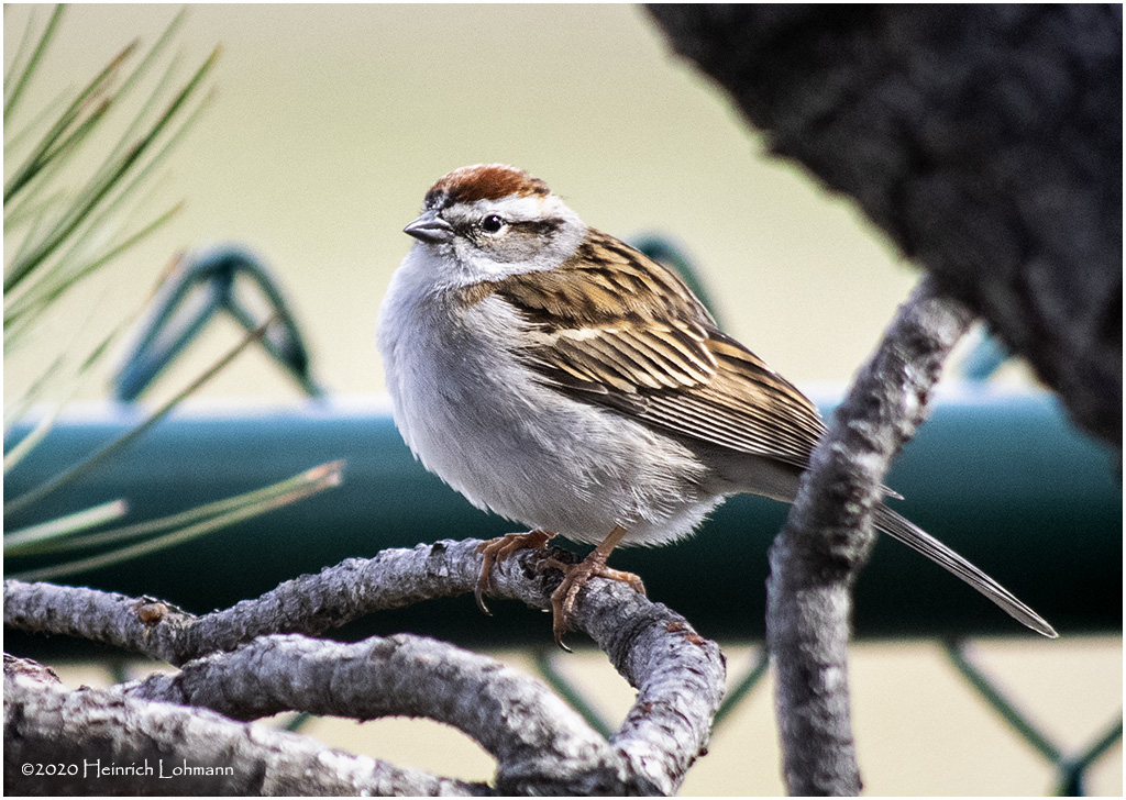 K421445-Chipping Sparrow.jpg