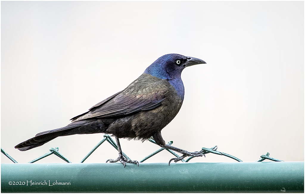 KP25299-Common Grackle.jpg